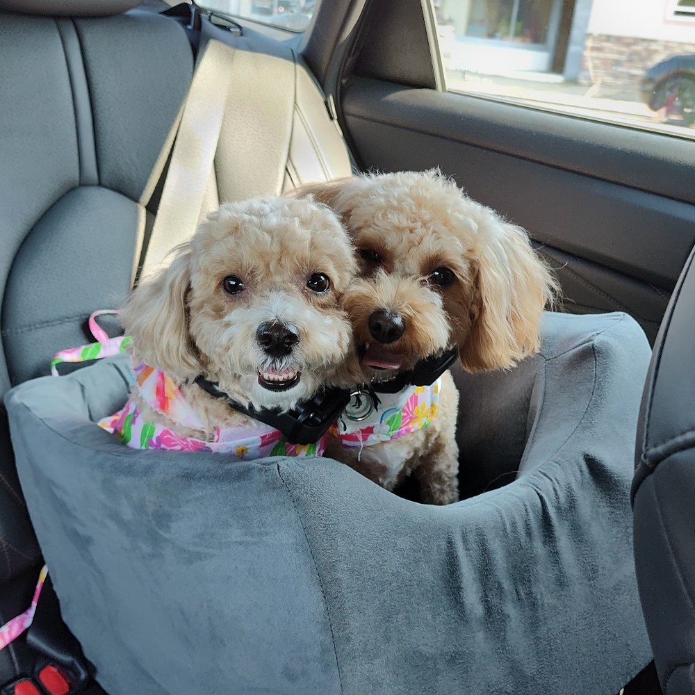 Meet your Posher, Jacqueline d.